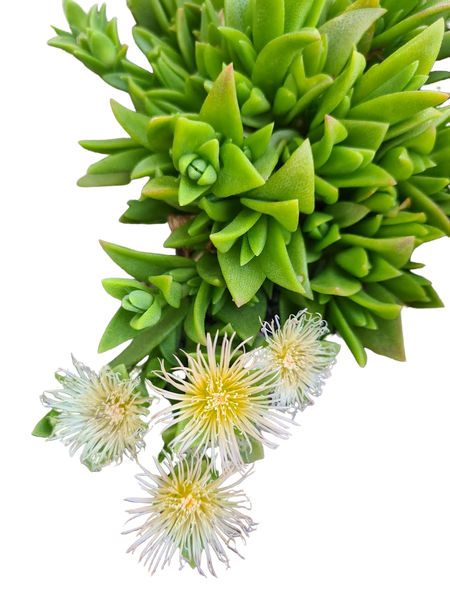 Sceletium tortuosum: The Stress-Buster