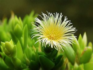 Sceletium As a Tool For Improving Mental Health