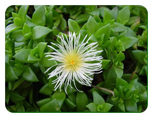 What is Sceletium
